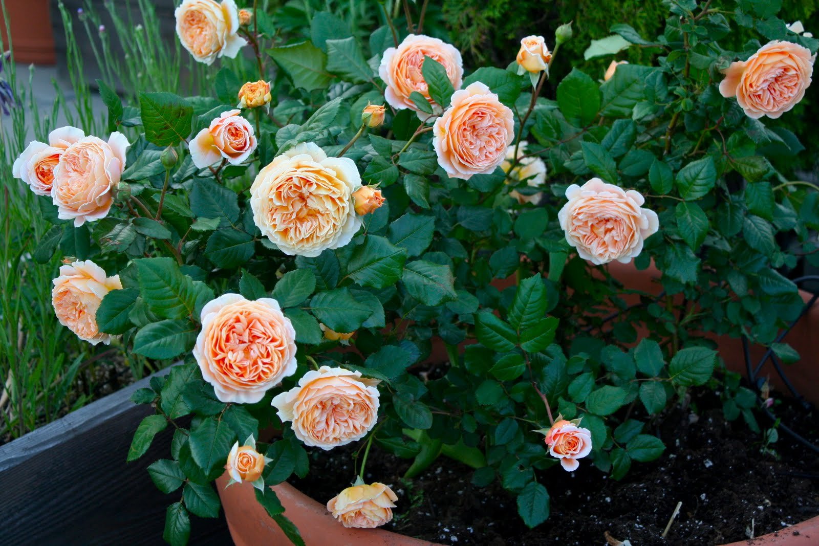 M-Tech Gardens Rare Hybrid Rose Flowering Plant (Blooming Lotus, Bud Grafted) Exotic 1 Live Flowering Plant (B078TM8MSH) Amazon Price History, Amazon Price Tracker