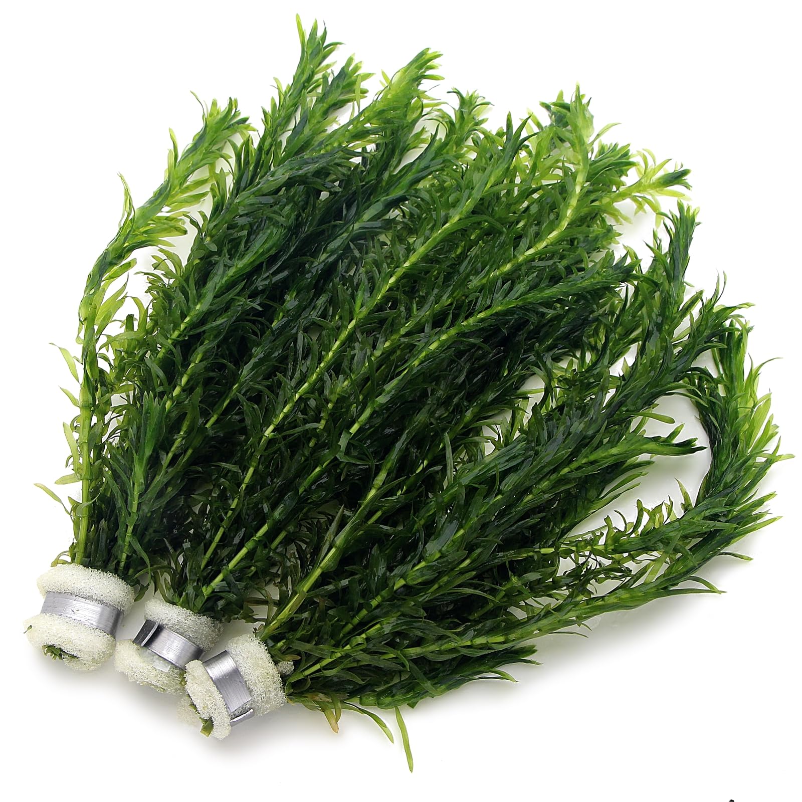 K2AQUA 3 Bunches 30 Stems Elodea Densa Live Aquarium Plants Oxygenating Weed Live Pond Plant Water Tank Aquatic Plants Egeria โ image 1