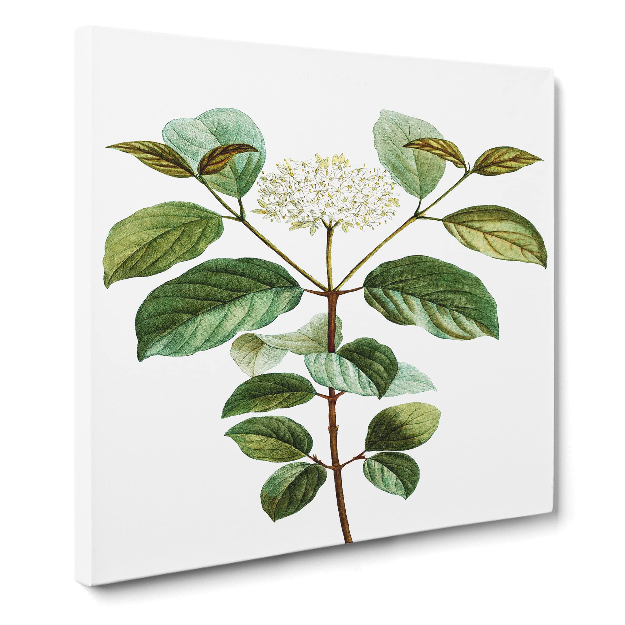 Dogwood Flowers by Pierre Joseph Redoute Canvas Print, Mixed, 35L x 35W cm