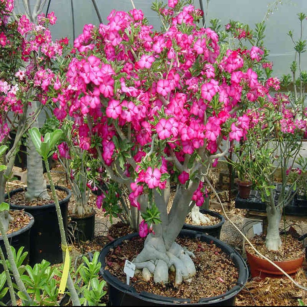 Adenium Obesum Seeds - 5PCS Rare Rose Desert Rose Graines, Bonsaï Arbre Plante Décor