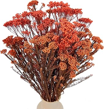 Dried Flower, Rice Flower, White Dogwood, Pill Flower, Sago Bush, Ozothamnus diosmifolius, for Wedding, Home Decor, 20 Pieces Orange
