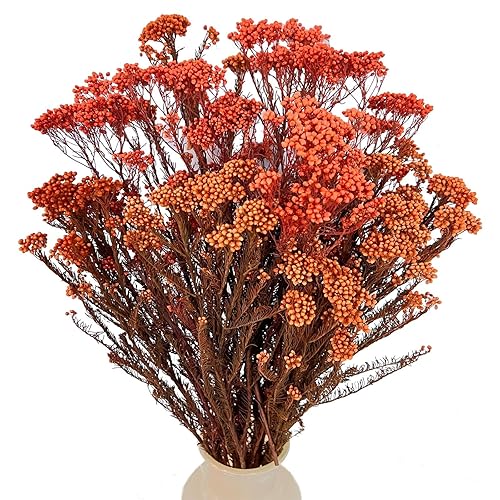 Dried Flower, Rice Flower, White Dogwood, Pill Flower, Sago Bush, Ozothamnus diosmifolius, for Wedding, Home Decor, 20 Pieces (Orange) - Orange