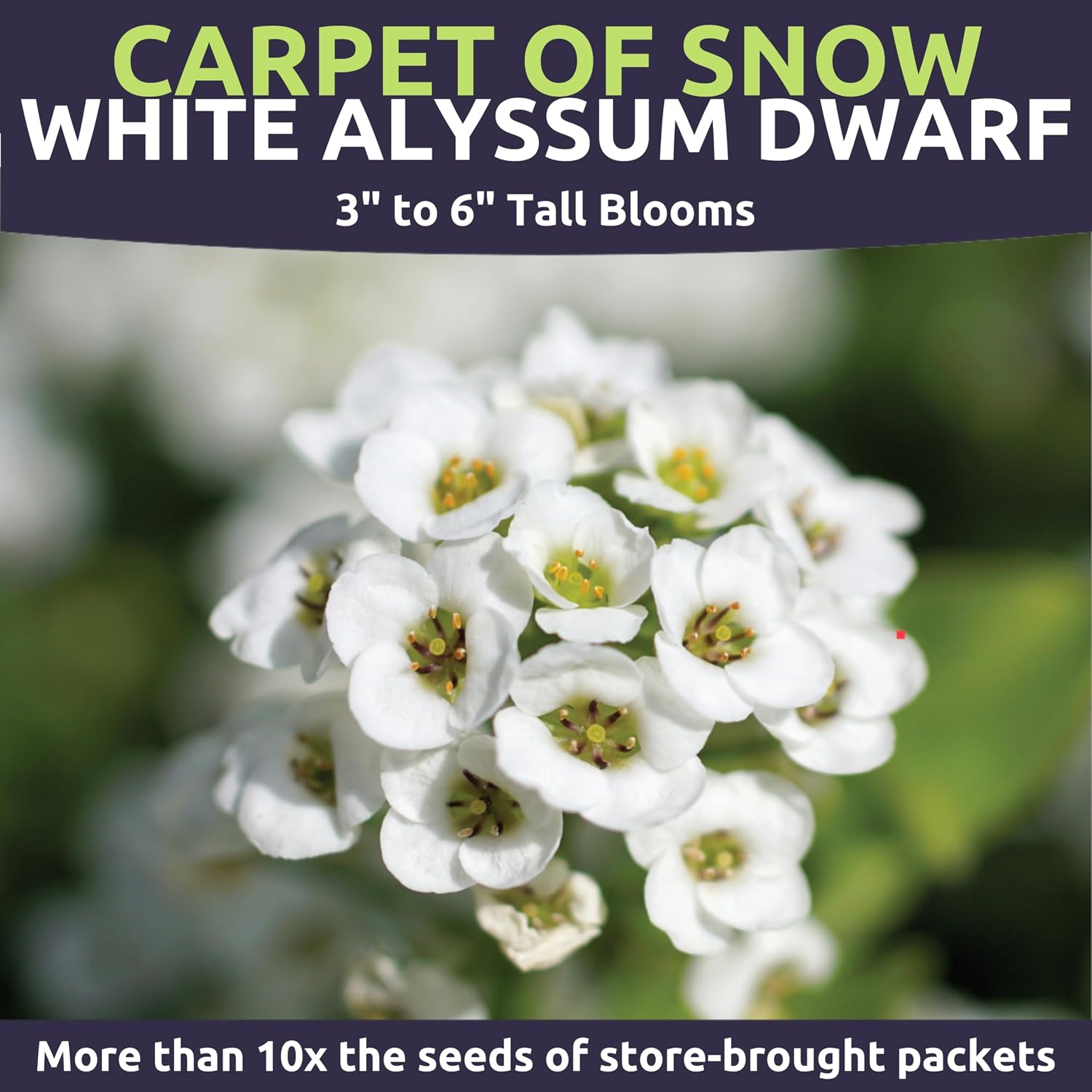 Alyssum Dwarf White – Carpet of Snow – Large 1 Ounce Seed Packet – 68,000 Flower Seeds for Planting – Lobularia maritima