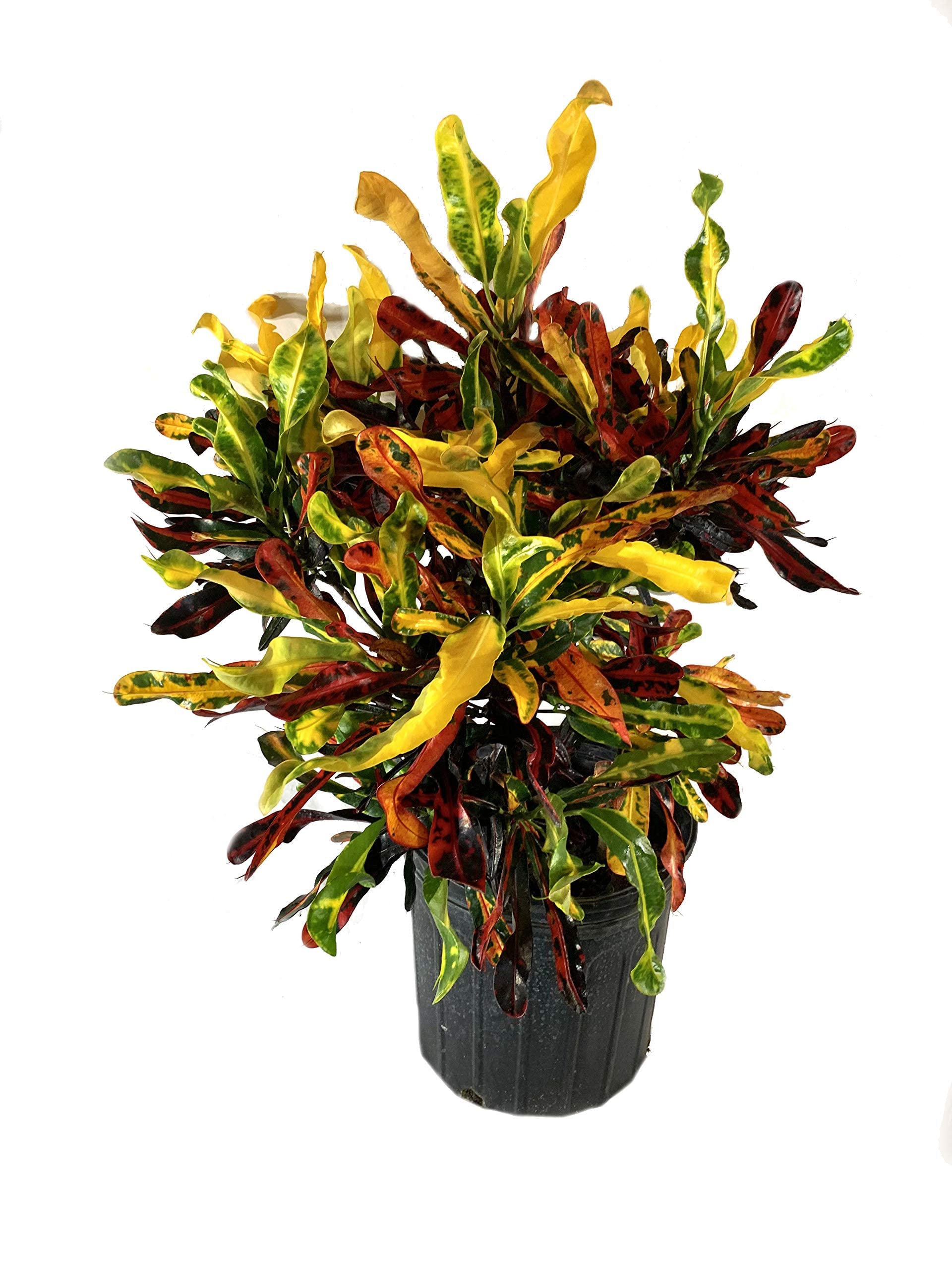 Golden Bloom 1 Croton Mammy Indoor Live Plant (B0BR1CJC86) Amazon Price History, Amazon Price Tracker