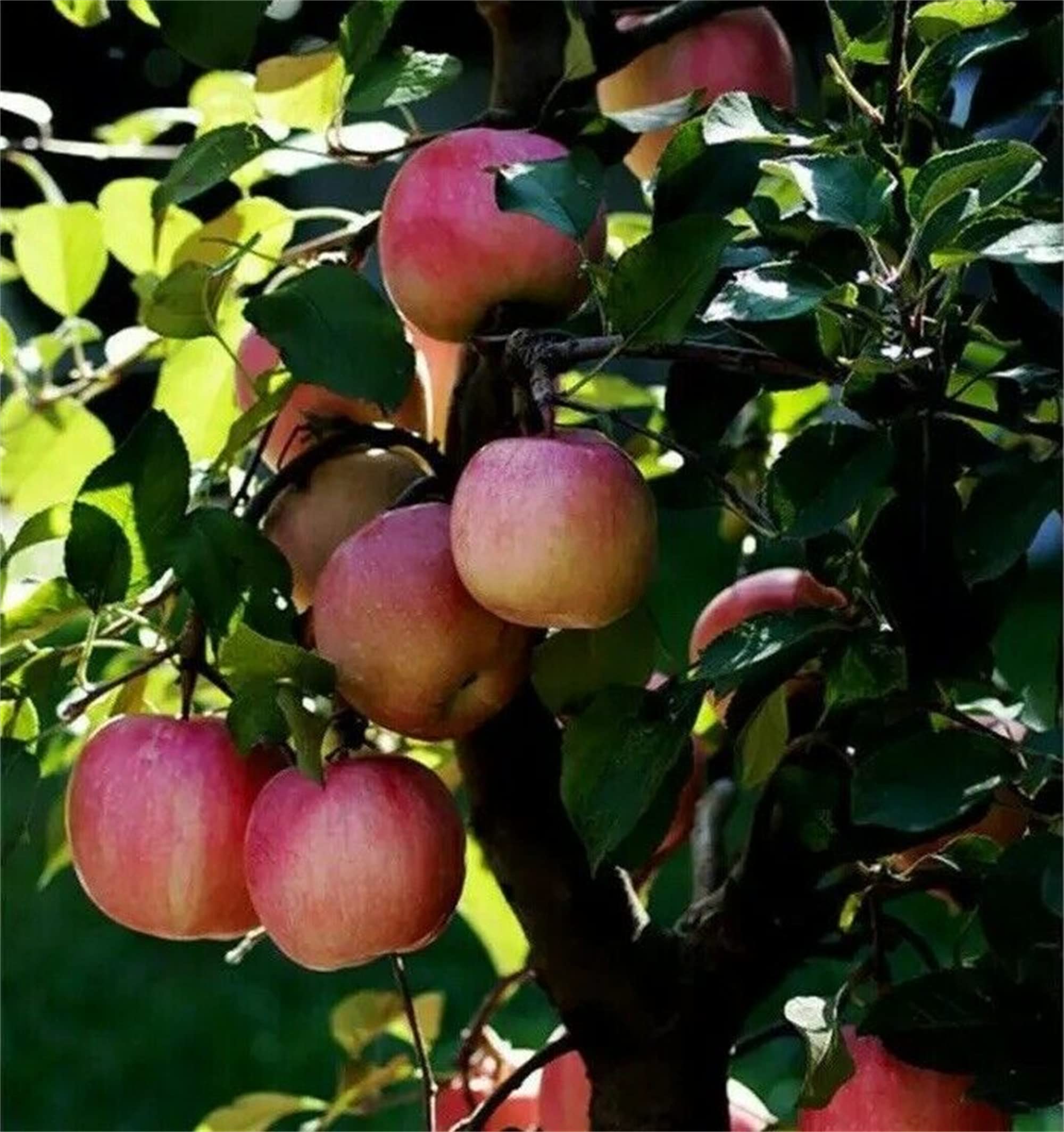 Amazon.com : zcbang 30+ Bonsai Apple Tree Seeds Garden Yard