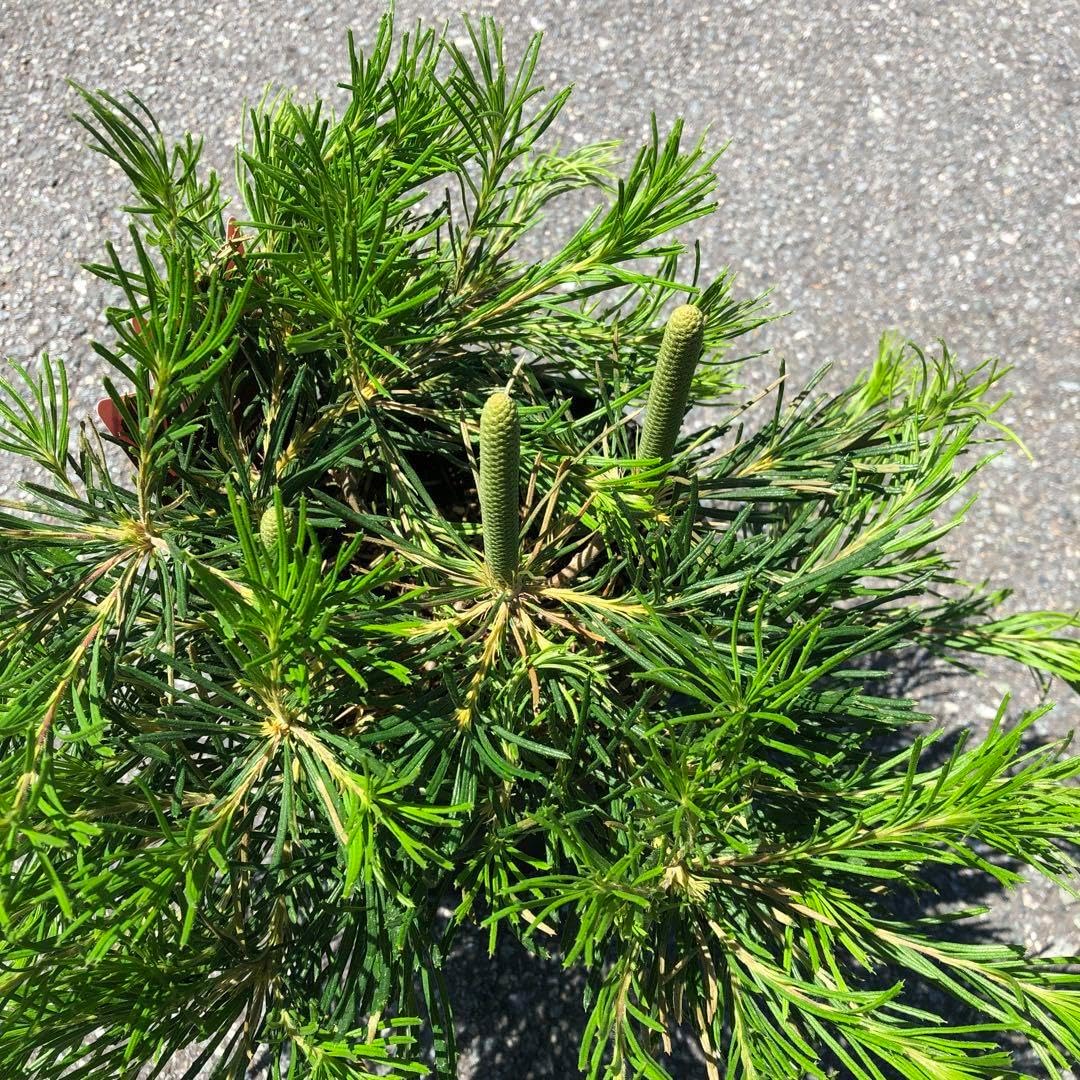 パンクシア バースデーキャンドル 5号 バンクシア・バースデイ