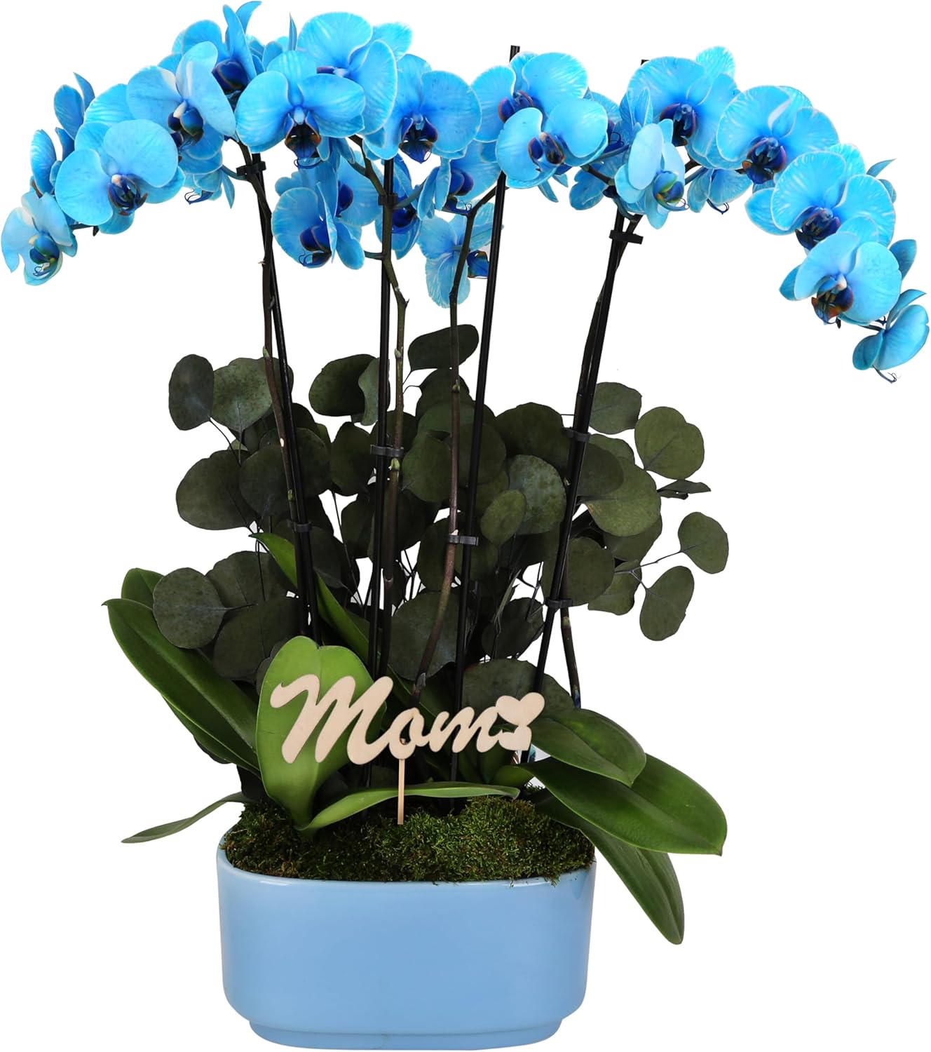 Green Circle Growers 10" Blue Watercolor Orchid Duo with Eucalyptus in Blue Pot with Mom Pick, Live Indoor Plants, House Plant