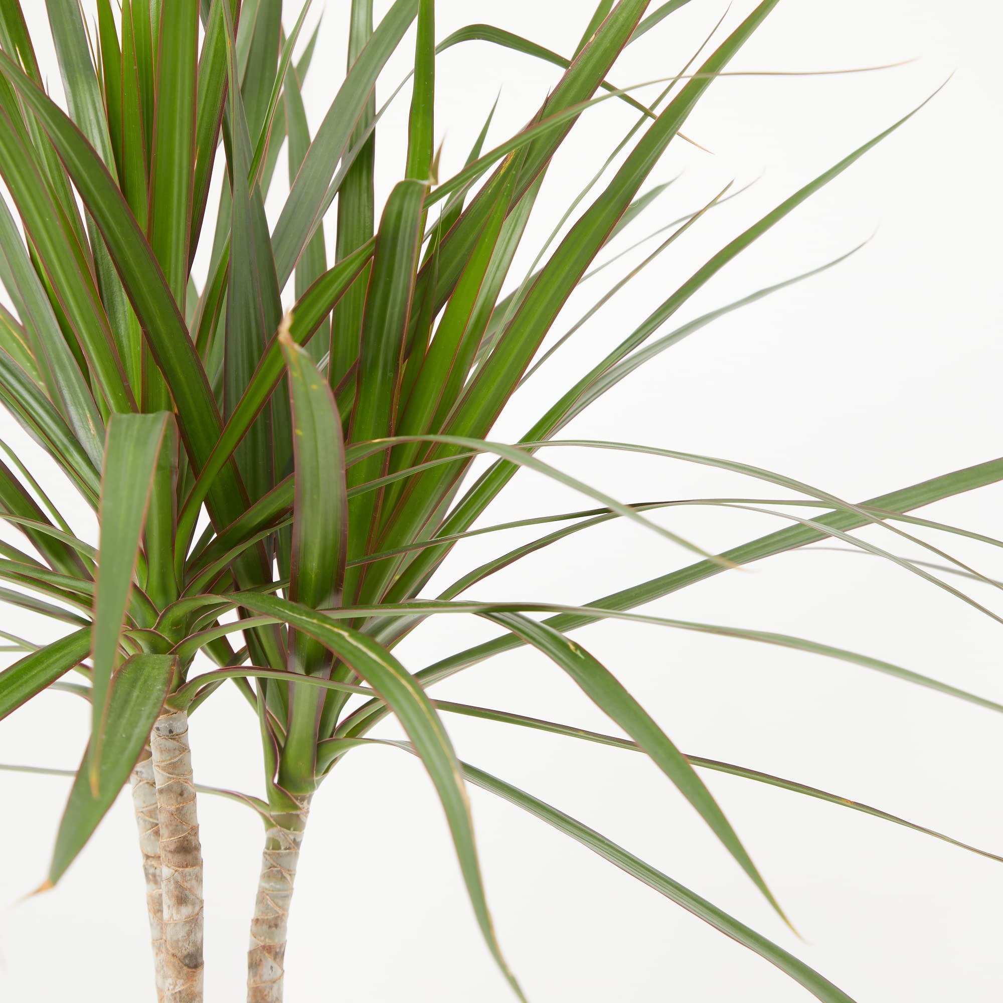 Verdecora Dracena Marginata | Dracaena Marginata | Planta natural de interior | Gran adaptación a interiores y fácil de cuidar (Maceta Ø11cm)
