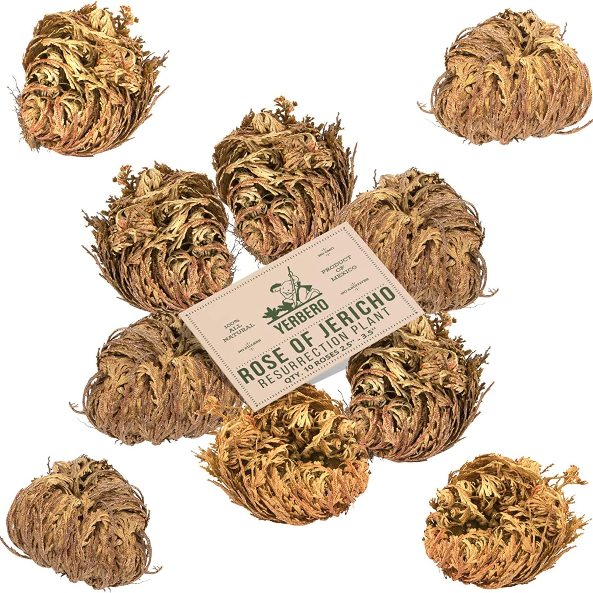 Big & Jumbo Dried Rose Jericho | Selaginella Lepidophylla | Resurrection Plant | 2.5''-6'' | Abundance, Prosperity, Sacred, Doradilla Plant