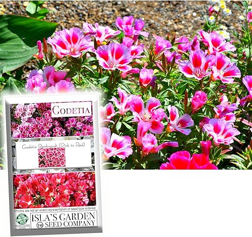 Godetia Rembrandt - Semillas de flores de color rosa a rojo para plantar, más de 1500 semillas por paquete, semillas de jardín de (Isla's Garden