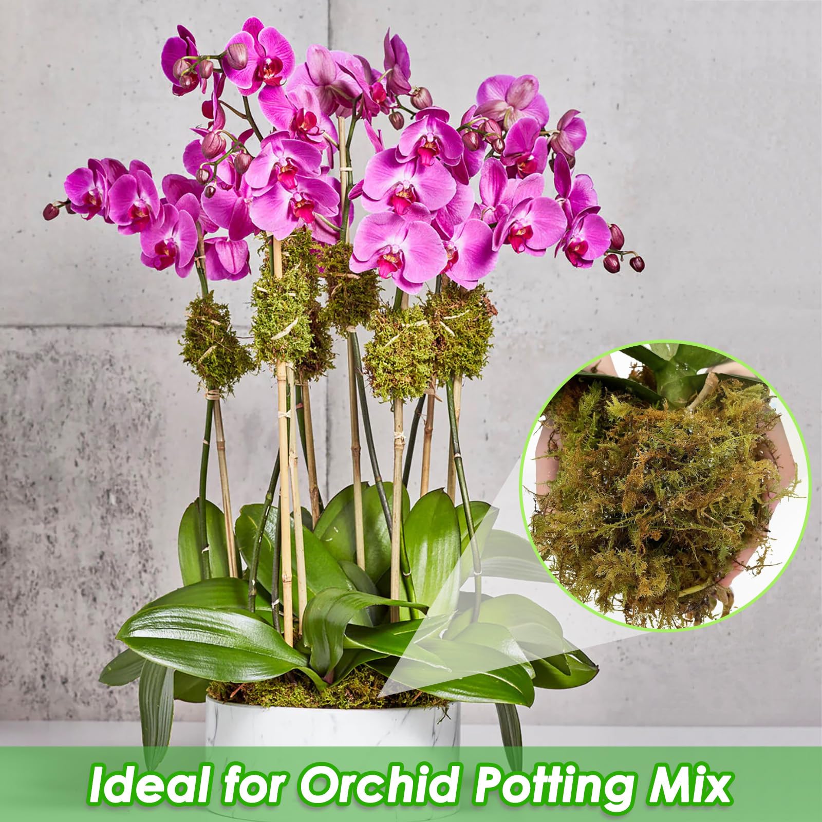 Muschio di Sfagno per Orchidea Phalaenopsis Decorazioni Terrario per Rettili, 150g Naturale Verde Sfagno Secco Giardino Idratante Nutrizione Fertilizzante Organico Dried Forest Moss Sphagnum Moss (1)