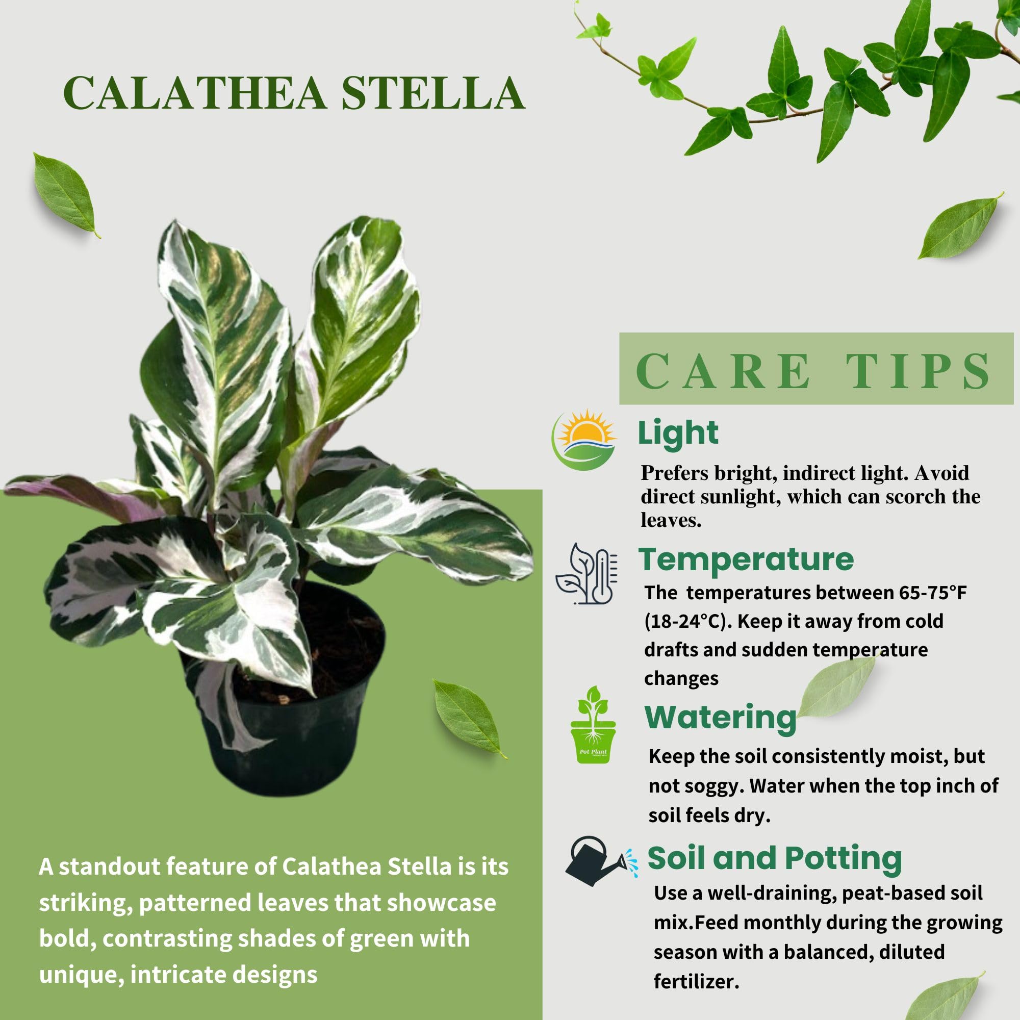 calathea samen Gelbe Calathea Crotalifera Pflanzensamen Anbau Bio Gartensamen – Pure Asia  Seeds