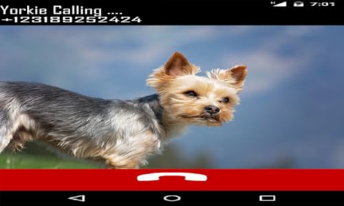 Yorkie Fake Call Prank ( Funny Pet Calling Prank ) - Gag fake Call from Yorkshire Terrier Dog - Fake