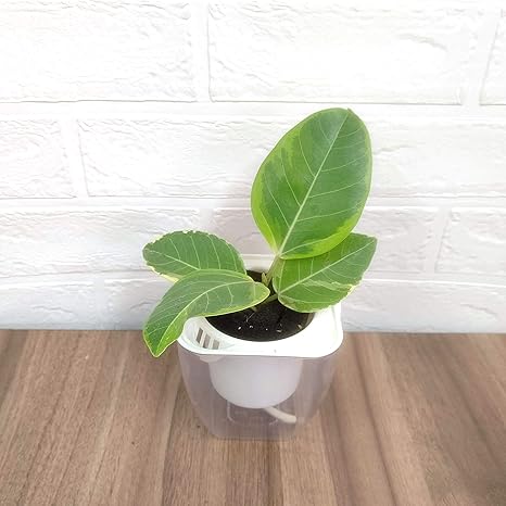 Amazon Co Jp ミドリエ デザイン シリーズ お手入れ簡単 底面給水ポット 土を超える土壌 パフカル 3号 観葉植物 Easy Pot A フィカス アルテシマ Diy 工具 ガーデン