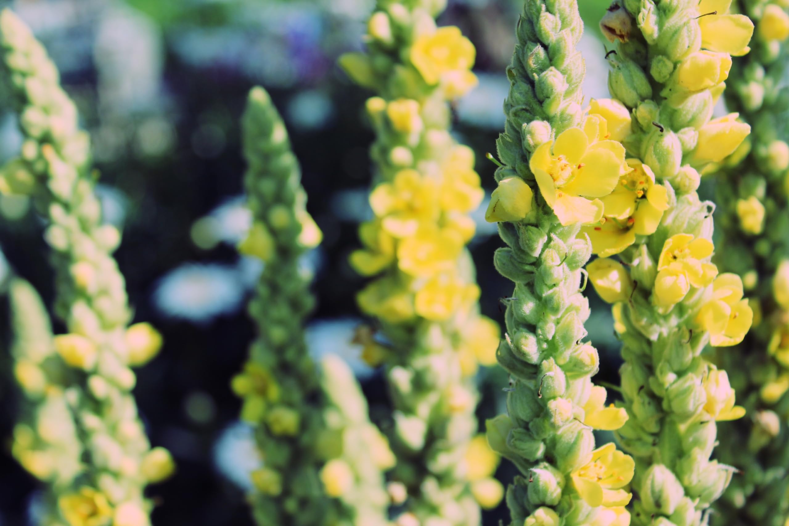 Großblütige Königskerze (Verbascum thapsiforme) Samen. Heilpflanze (20000 Samen = 2,2g)