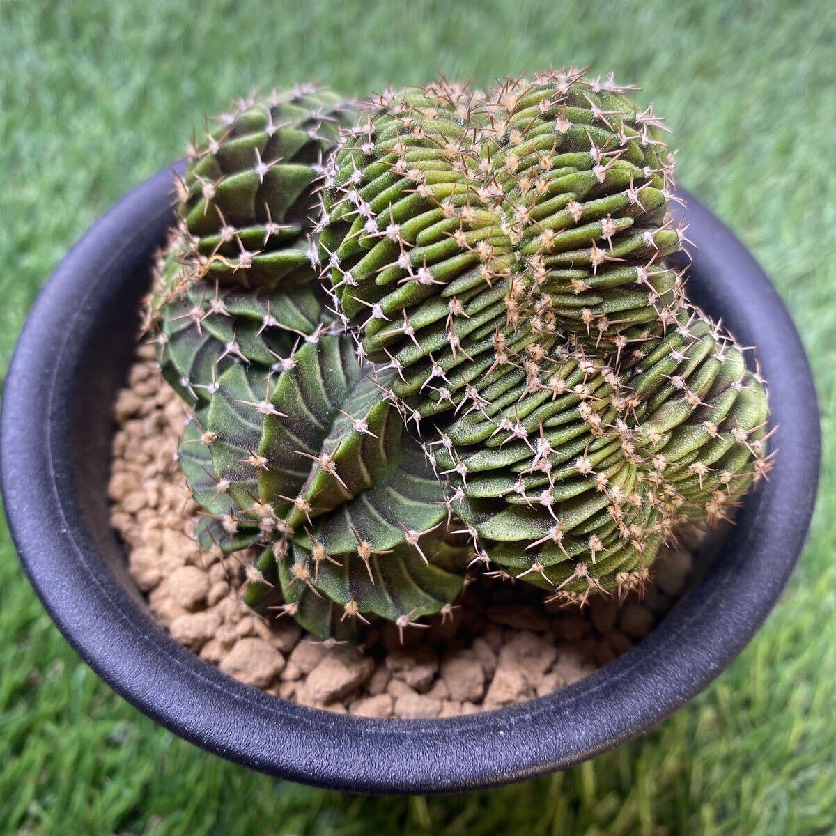 ナッシー様)ギムノカリキウム　エリナセウムとシッケンダンツィーフルセット+おまけ ギムノカリキウム ミハノビッチ フリードリッヒィ LB2178錦 綴化