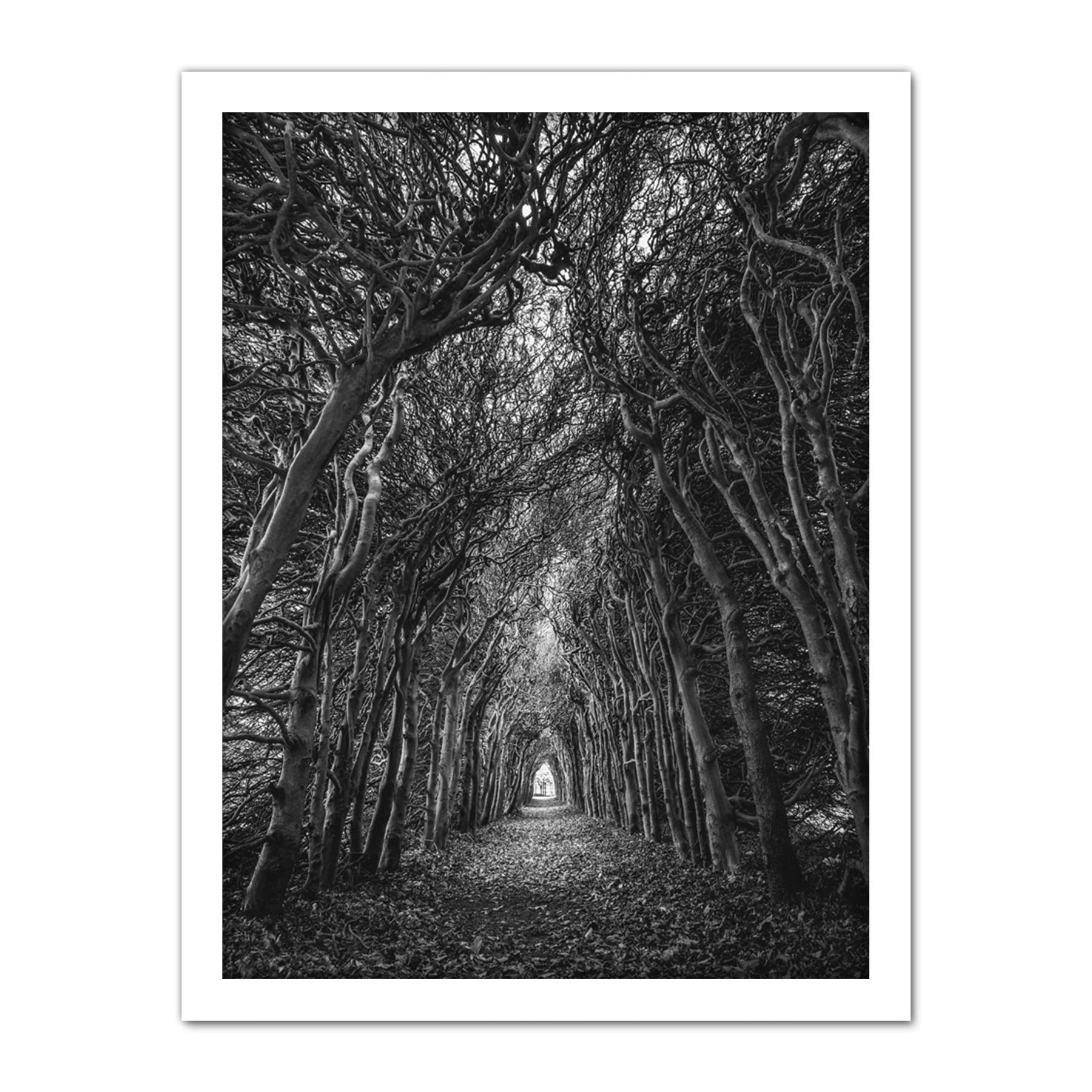 Artery8 Tree Tunnel Lane Atmospheric Black White Artwork Framed Wall Art Print 18X24 Inch