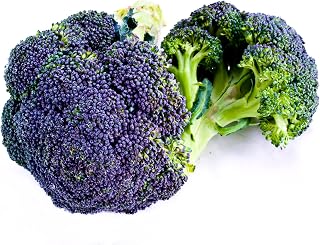 Vegetable Plants - Purple Sprouting Broccoli -12 x Full Plant Pack - Garden Ready + Ready to Plant - Premium Quality Plants