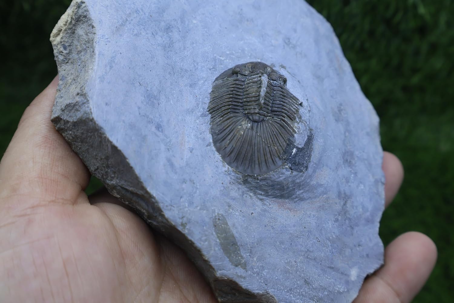 Scabriscutellum AFF. furficerum Trilobite Morocco Trilobite Fossil Trilobites Rock A348