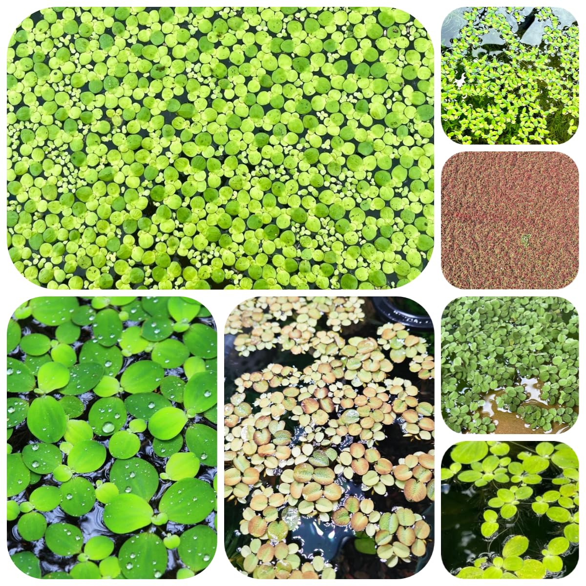semi di lenticchia d'acqua per acquario, verdi esotiche sostenibile decorazione del balcone laghetto con galleggianti regali insoliti resistenti per il giardino 400pcs
