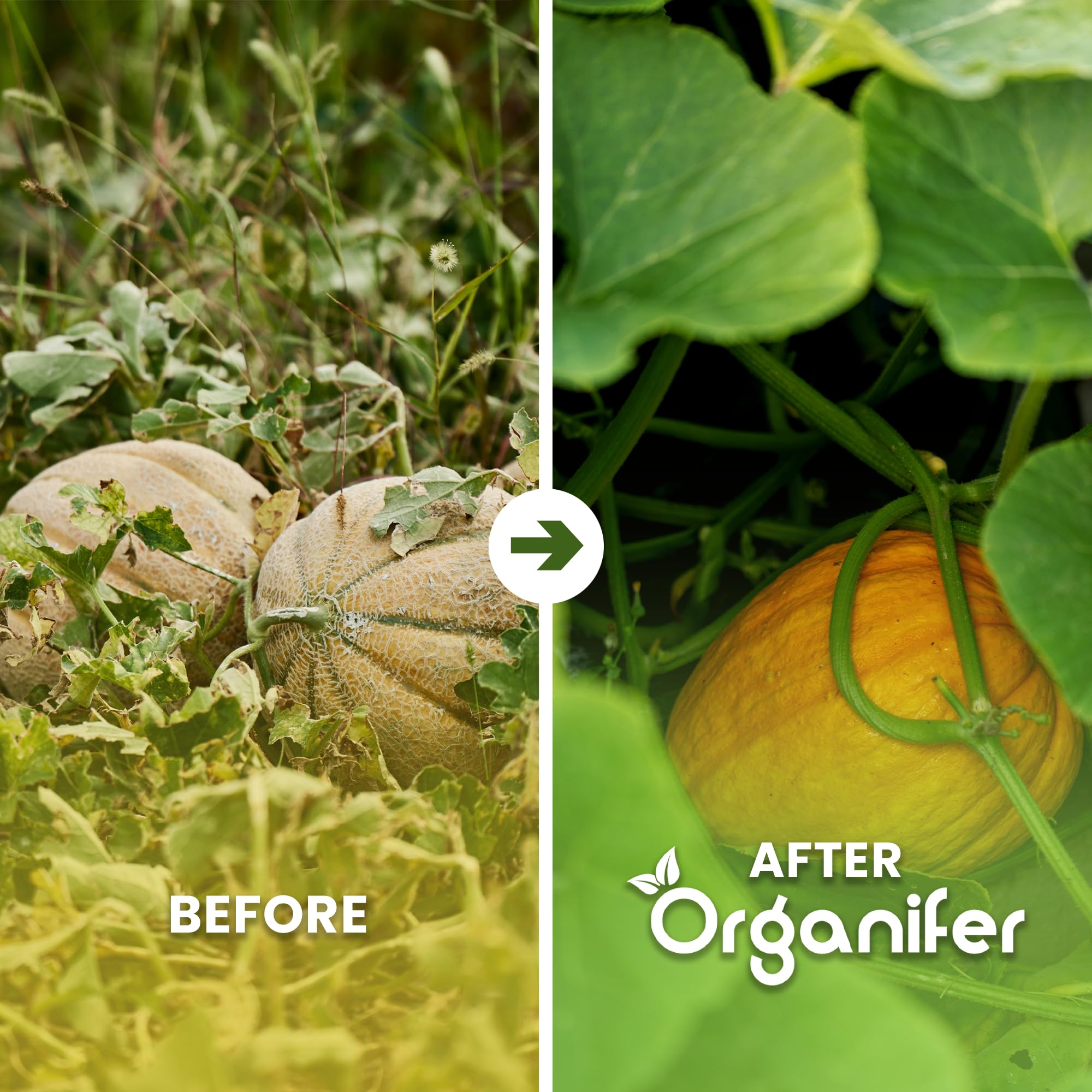 Organifer Fertilizzante liquido organico 1L per melone