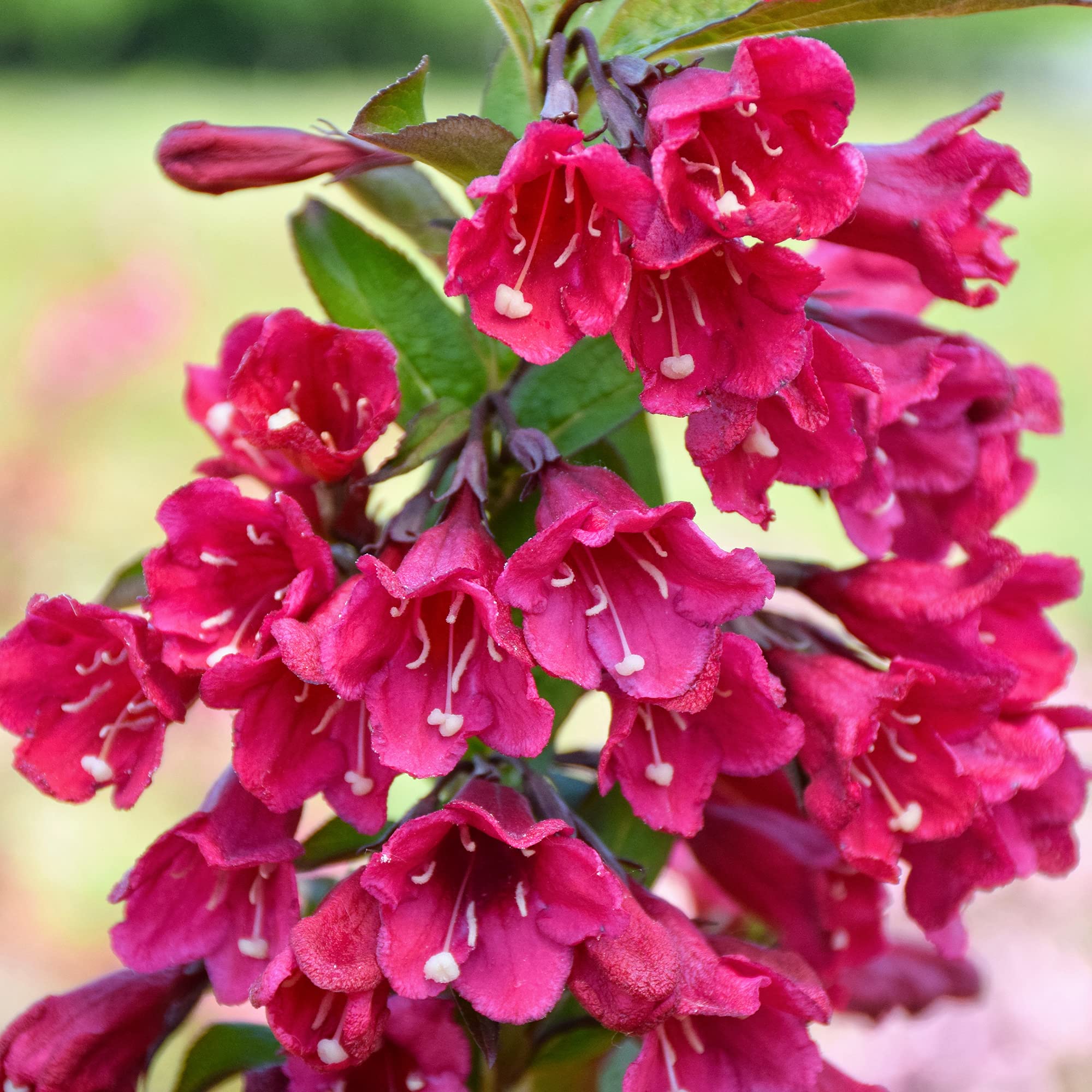 Weigela Towers of Flowers Cherry - Rose Weigela | Deciduous Potted Garden Shrub for Sale (15-30cm (Incl. Pot))