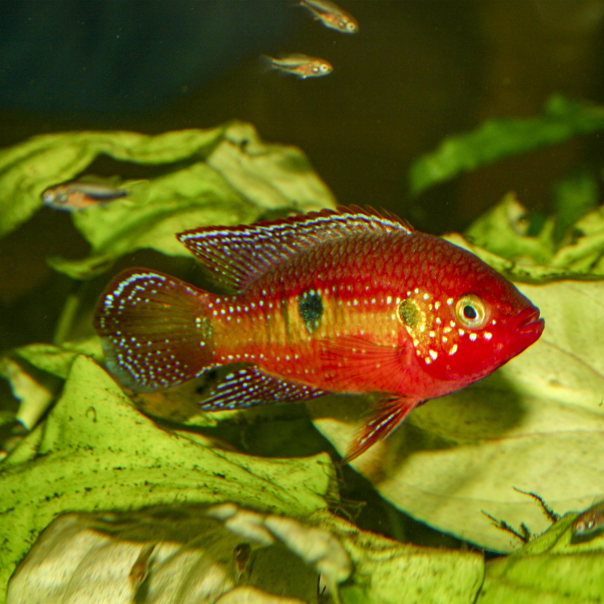 Artemia Color SoftGran, farbverstärkendes Alleinfutter für Zierfische, Soft Granulat, Farbfutter, Fischfutter