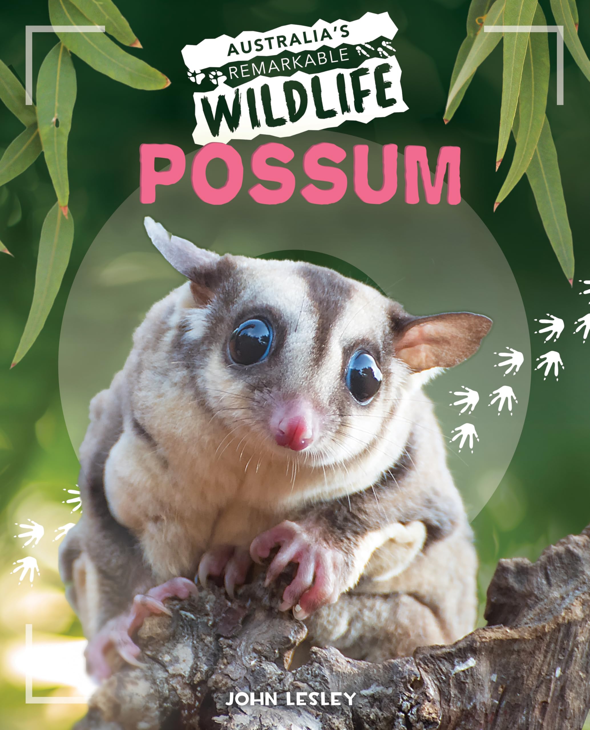 Possum (Australia's Remarkable Wildlife)