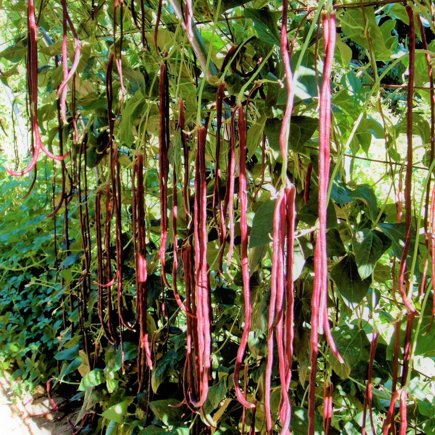 yellow foxglove plant Yellow Foxglove – Revival Seeds main image 1