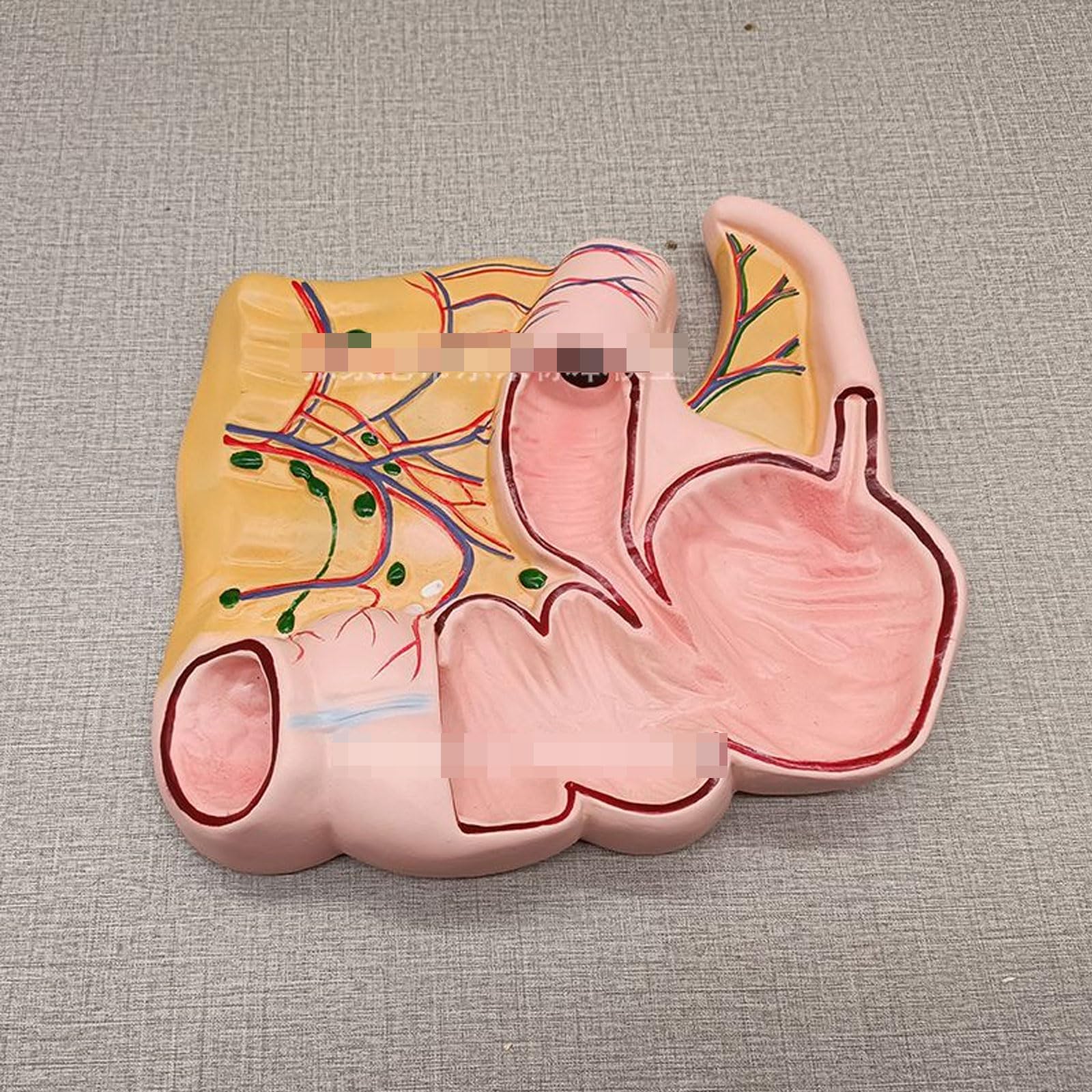Modèle Anatomique De L'appendice Et du Cæcum, Profil Rectal Appendice Et Cæcum Organes Humains Modèle Anatomique pour Artiste Dessin Étude Enseignement Médical Formation