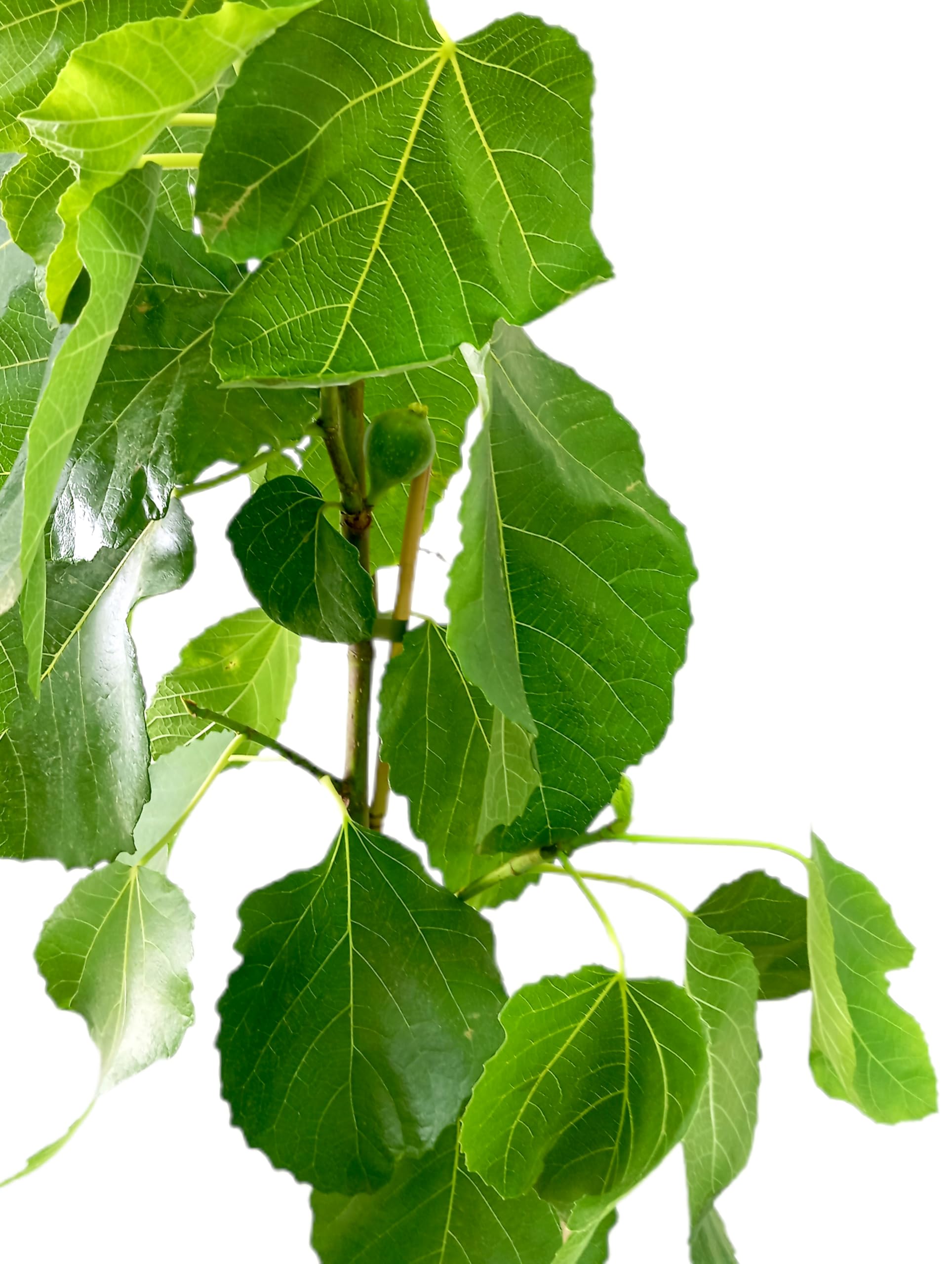 Garden Center Shop | Higuera Verdal M25 | Árbol Frutal Natural de Higo Verde | Variedad Resistente y de Bajo Mantenimiento | Planta Exterior para Huerto o Jardín