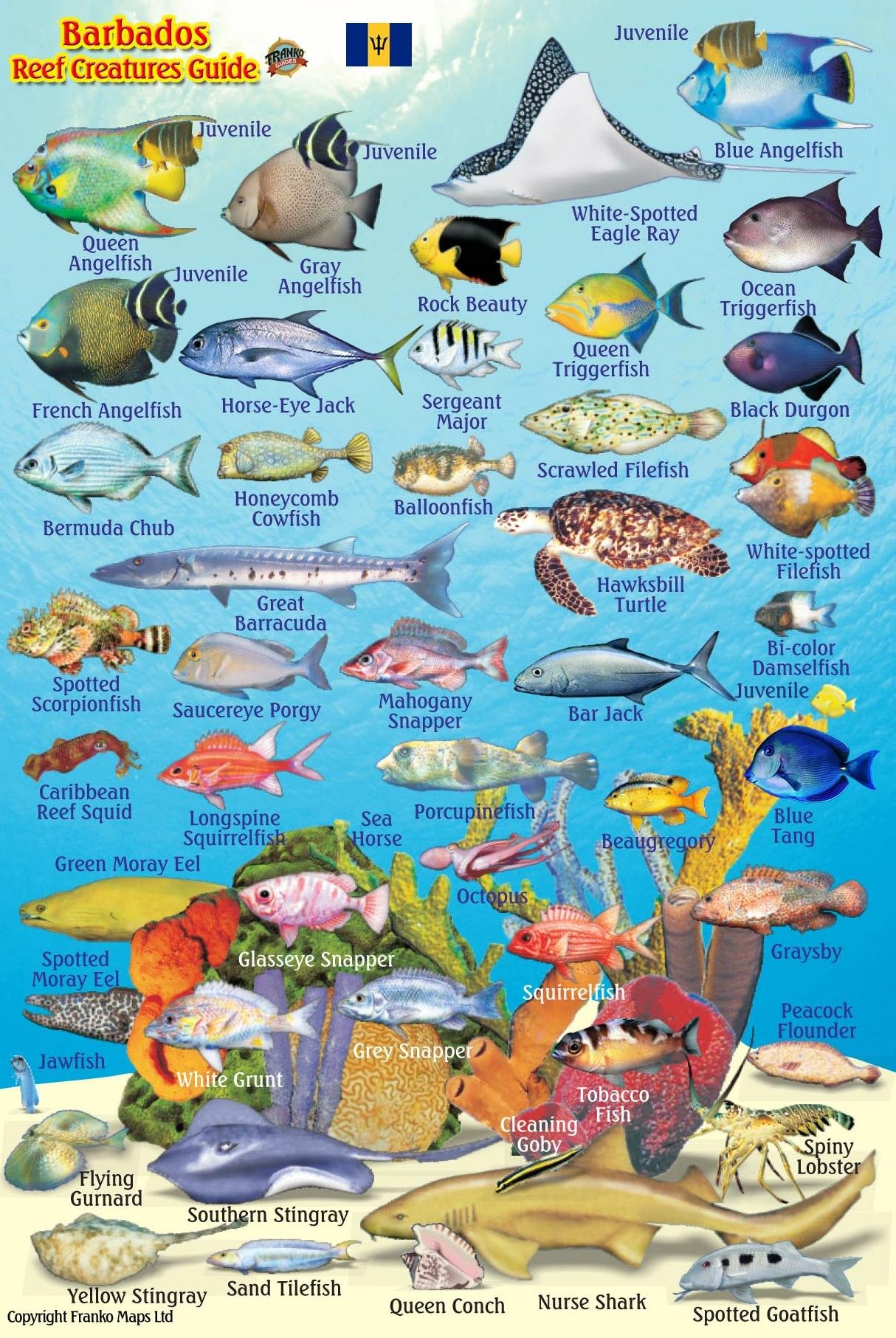 Barbados Reef Creatures Guide Waterproof Fish Card 4" x 6" Map – May 31, 2013