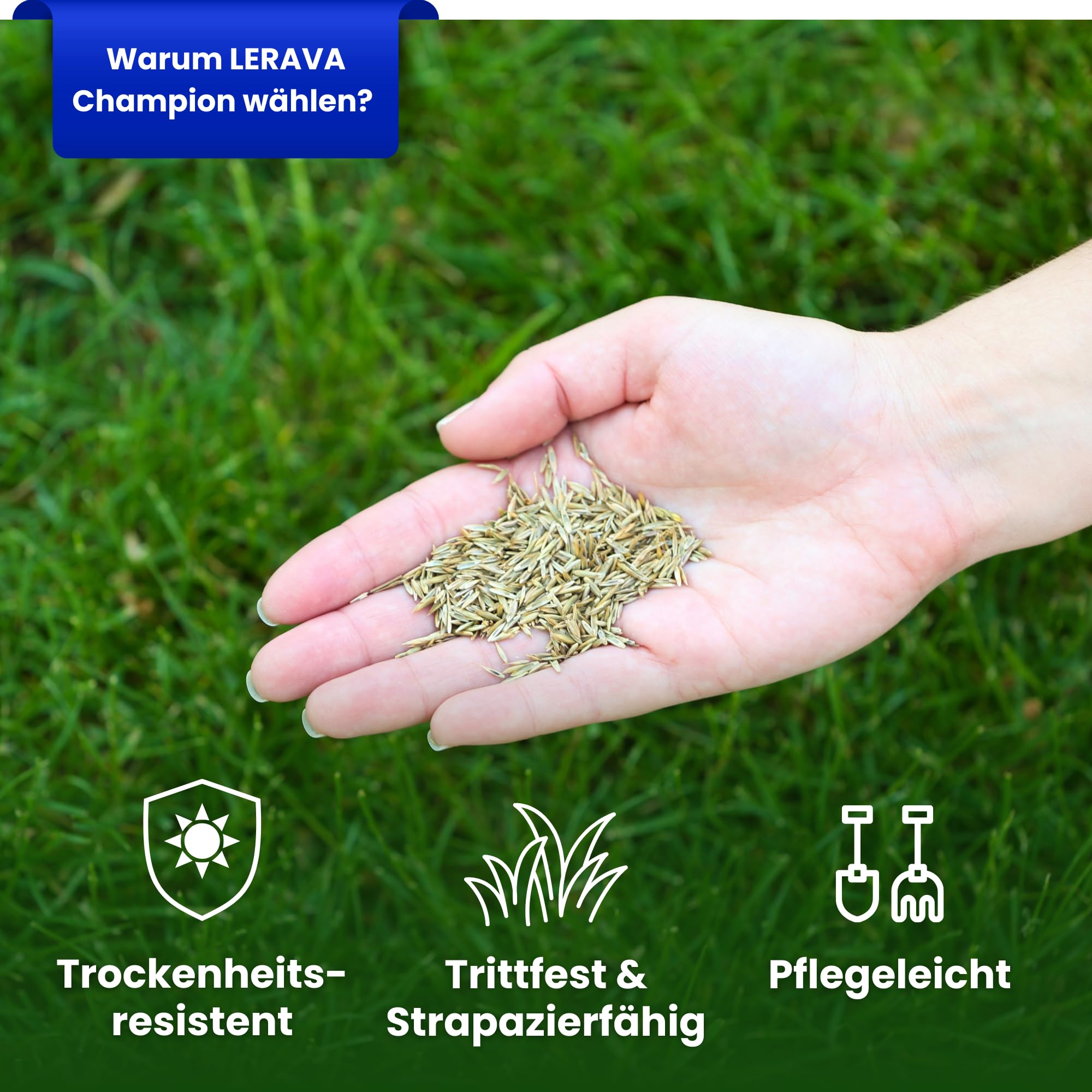 LERAVA CHAMPION Rasensamen (185 m²) - trockenresistent & trittfest - schnellkeimender Grassamen für dichten Rasen - strapazierfähige Nachsaat Herbst - ideal für Spiel- & Sportrasen