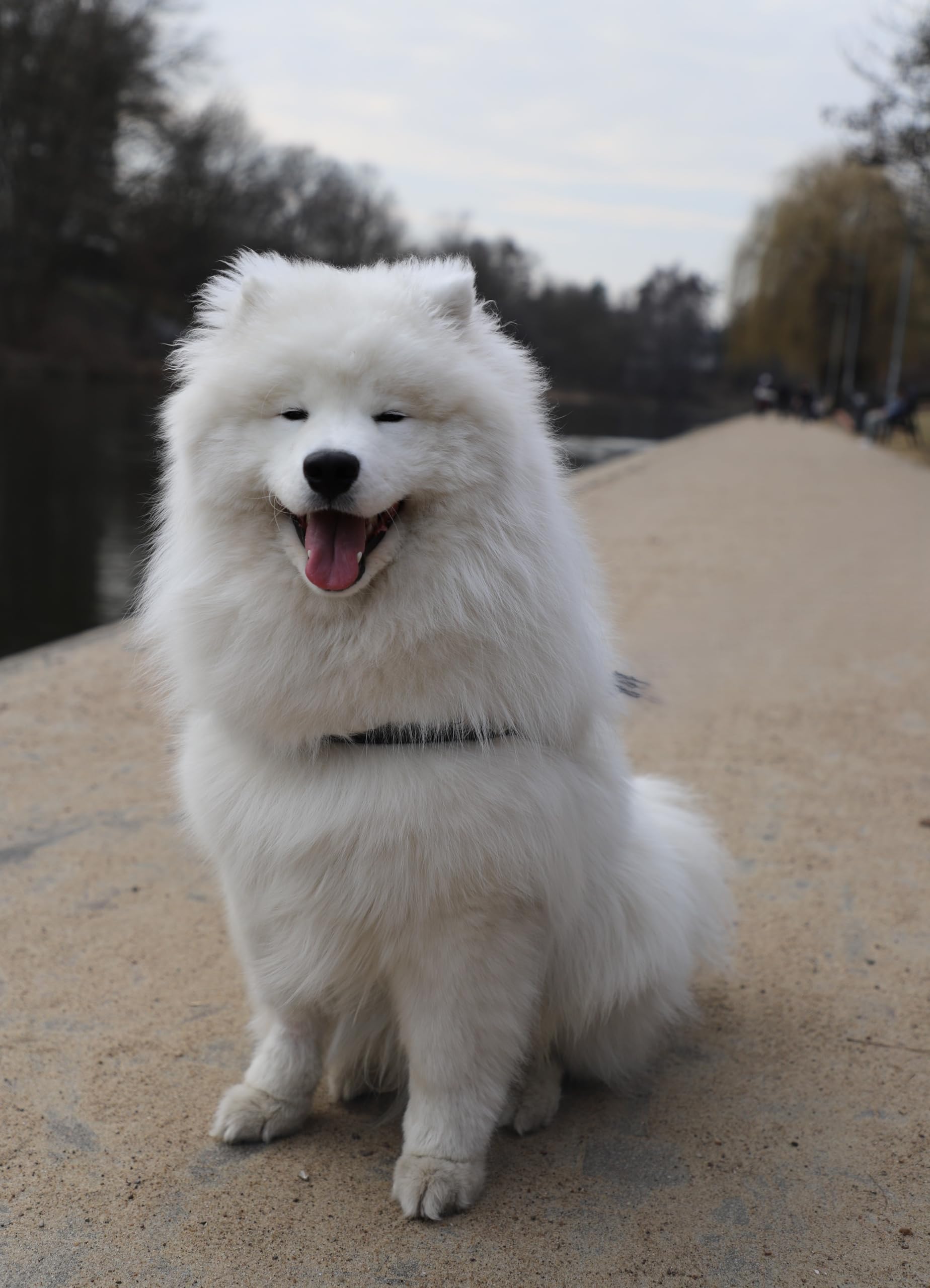 Dingo 10572 - Arnés de Piel para Chow Chow y Peludo, Color Negro