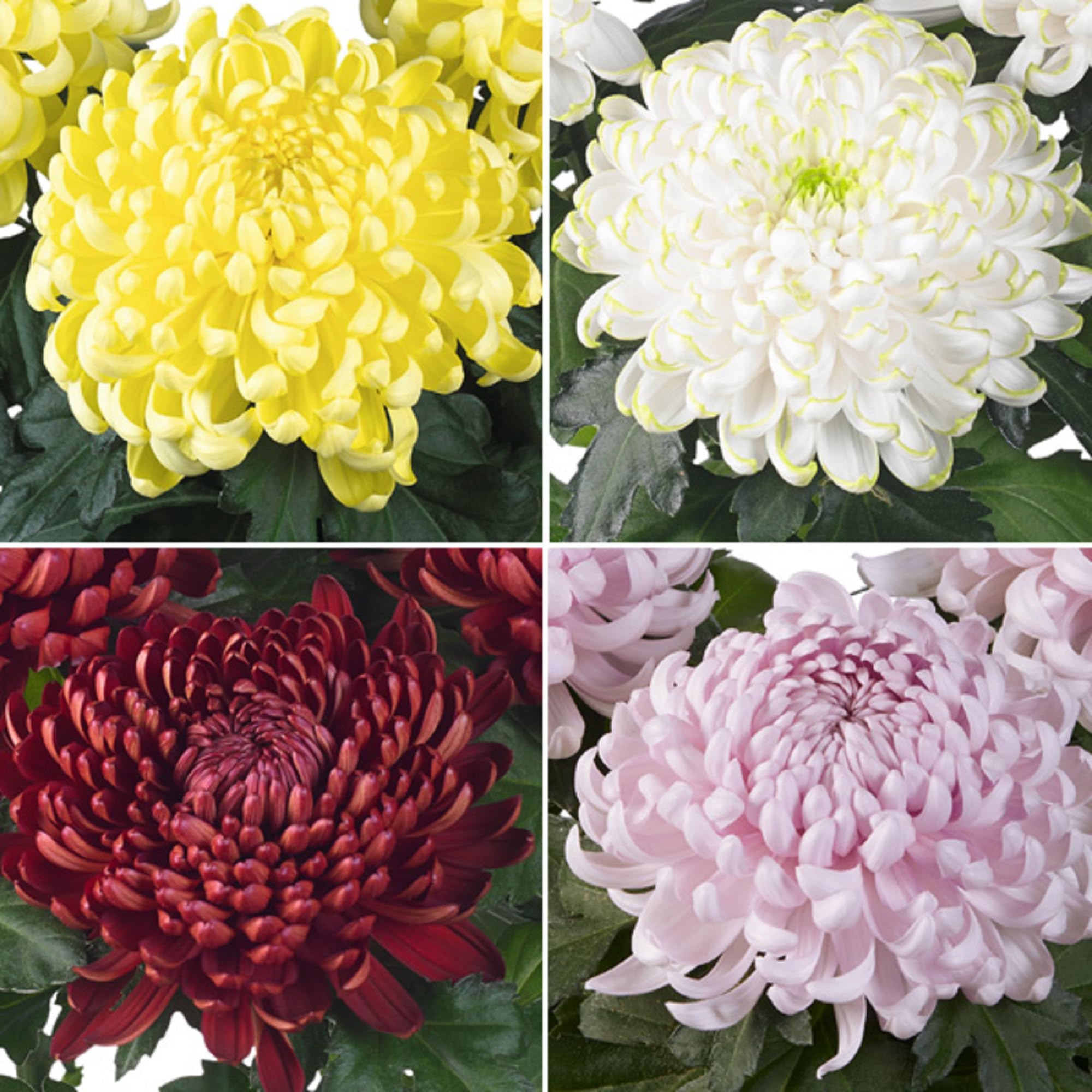 CHUXAY GARDEN Mix Chrysanthemum Flower Seed 50 Seeds Hardy Garden Mum Flowering Plant Showy Accent Plant Lovely Flowers