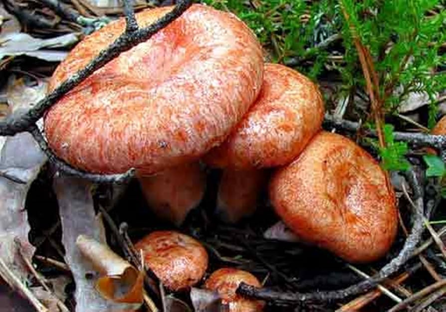 japan1215キノコ Amazon.co.jp: [AiO JAPAN] 置物 キノコの妖精 茸 きのこ