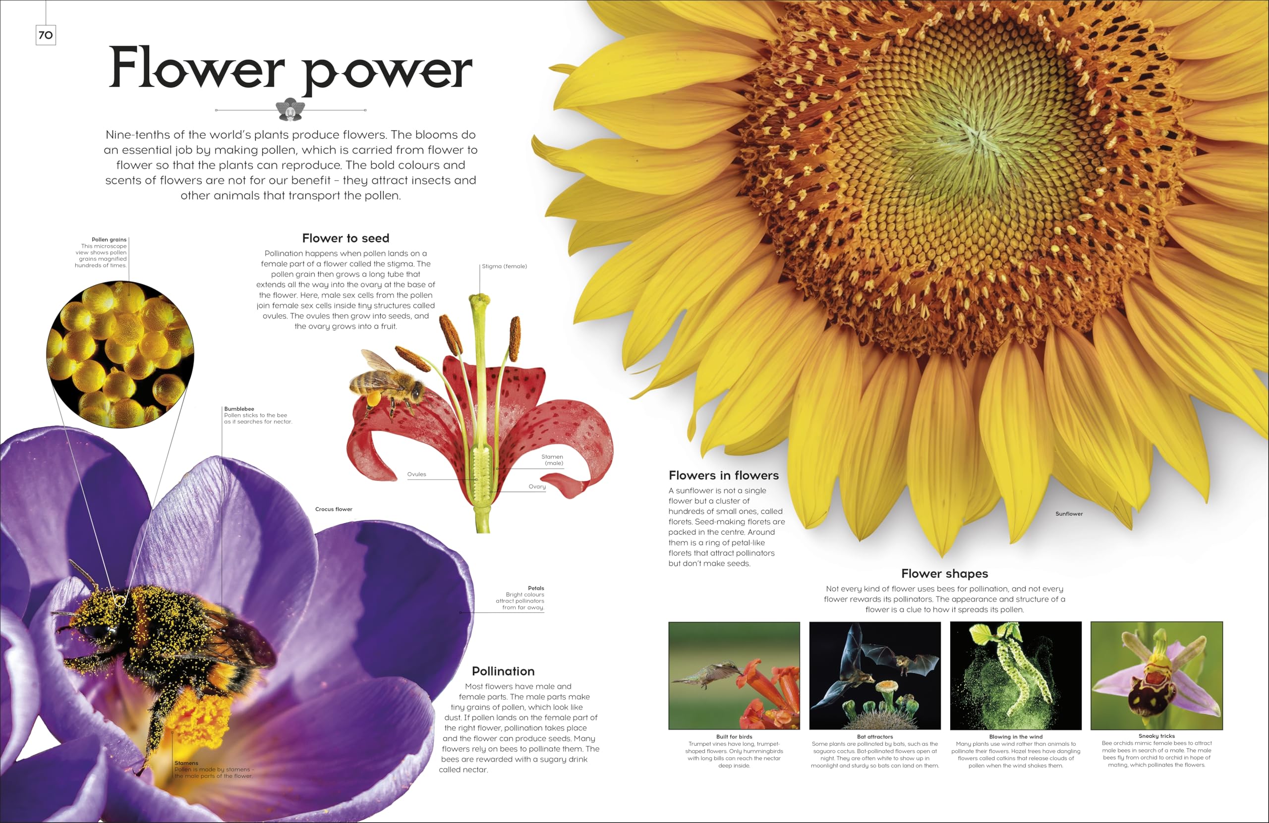 Shapes of Nature: A Big, Beautiful Book of the Natural World for Kids