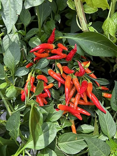 Miniatura 9 de Farmer's Secret Fruit & Bloom Booster Fertilizante (16 onzas) - Súper concentrado - Aumenta la floración y el rendimiento en todas las variedades de