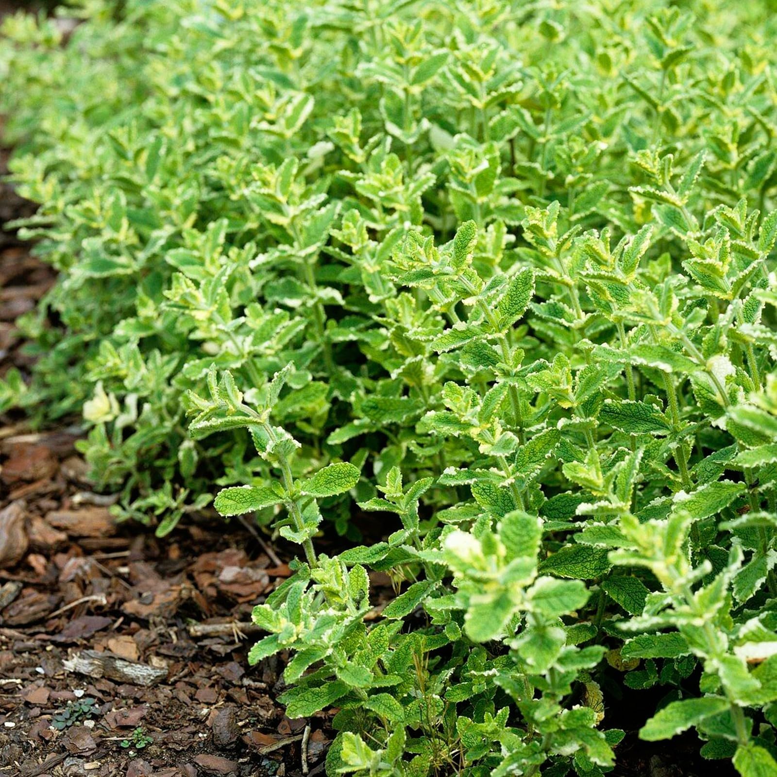 Carbeth Plants - Herb Plants - Grow Your Own Herb Garden - Pineapple Mint Plant in 13cm Pot - Mentha suaveolens variegata for Culinary Use