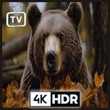 森の環境音楽と森のクマ - 心地よい松の景色