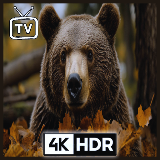 Oso del bosque con música ambiental de bosque - Vistas relajantes de pinos