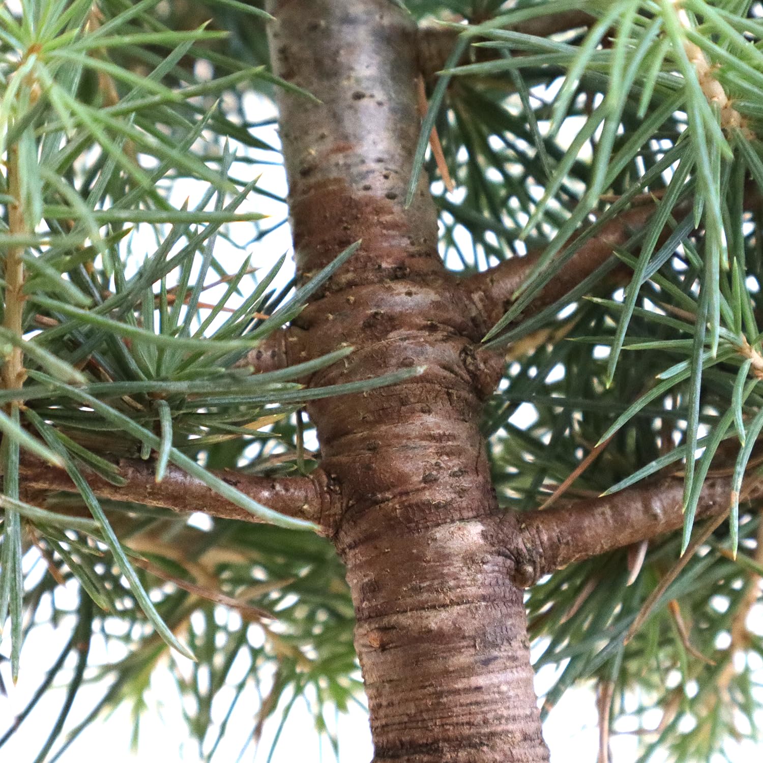 KENTIS - Bonsái Cedrus Libani - Cedro del Líbano - Planta Real Resistente de Exterior - Planta Ornamental - Maceta de Cerámica 21 cm