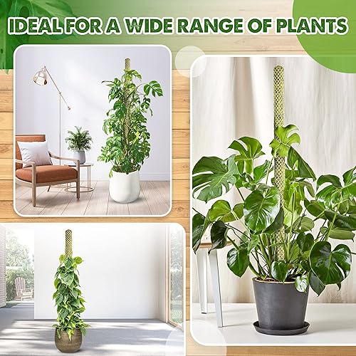 Miniatura 12 de DUSPRO - Paquete de 2 postes de musgo de malla plana para plantas trepadoras de monstera, poste apilable para plantas, musgo real, para plantas