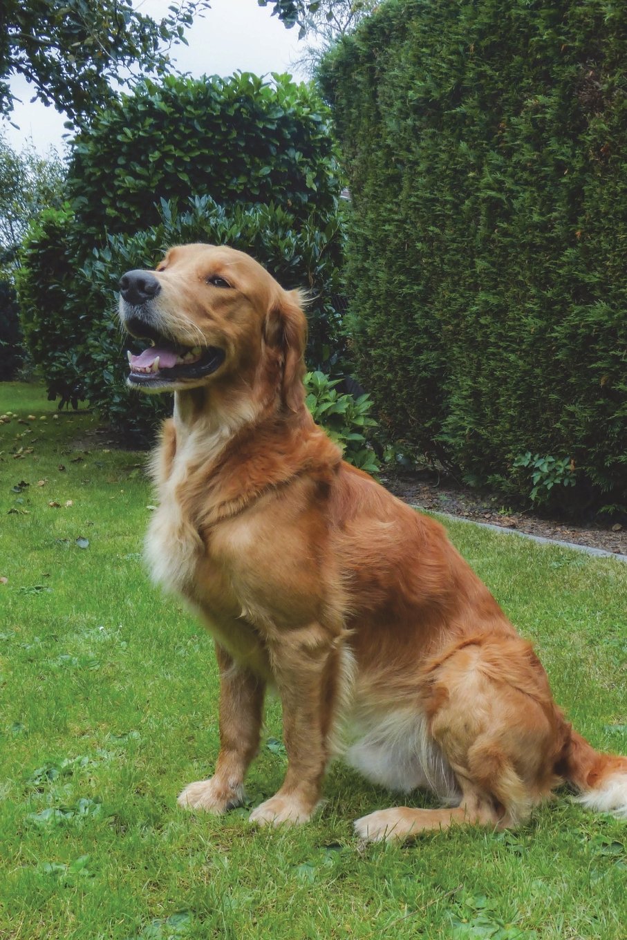 Golden Retriever Sitting in the Grass Lined Journal