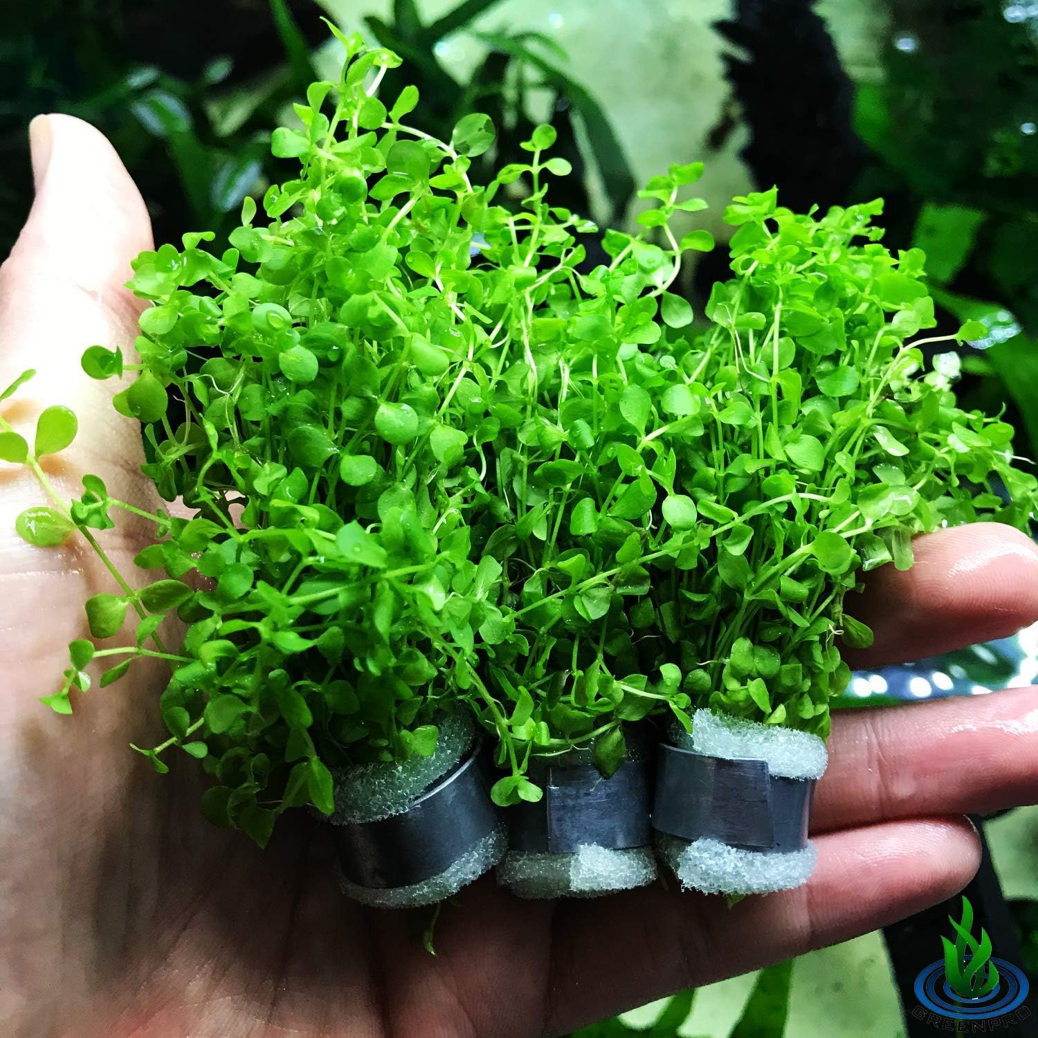 Greenpro Micranthemum Monte Carlo 3-Bunch Freshwater Live Aquarium Plants Carpet Tank Decoration