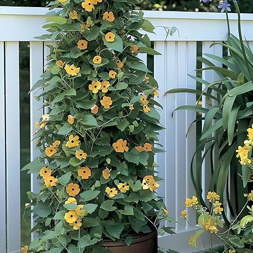 Miniatura 2 de Park Seed Semillas de vid Susan de ojos negros, vid floreciente tupida, paquete de 25 semillas