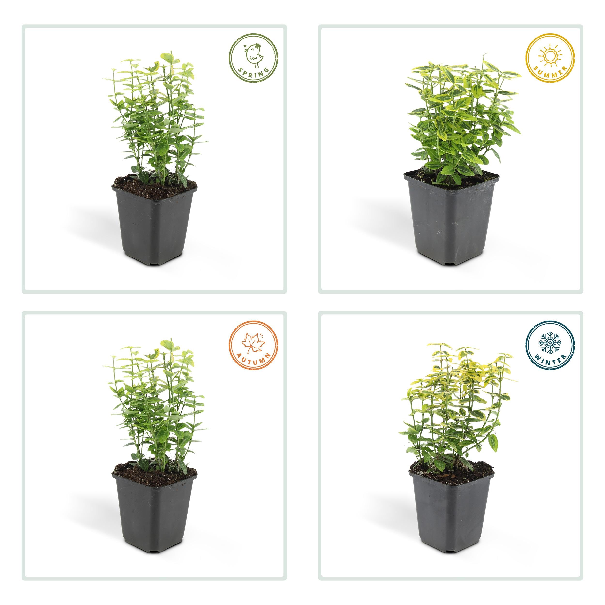 Euonymus fort. 'Emerald 'n Gold' | 24 sztuki - 10-25cm - Ø9cm - Roślina ogrodowa