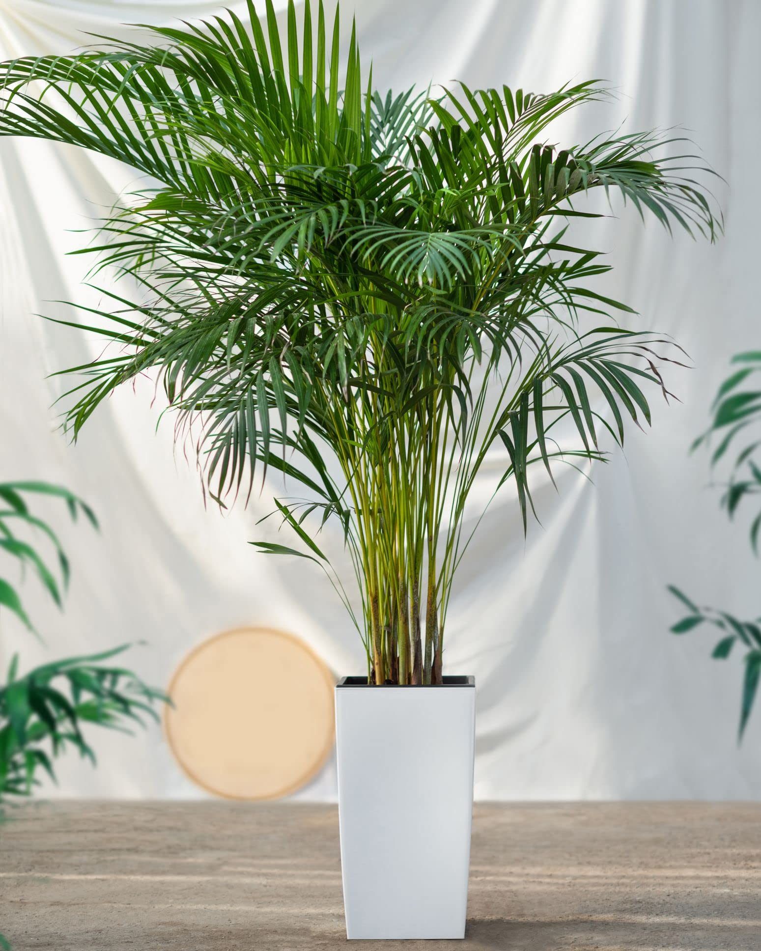 Areca Palm Tree Live Plant (B0C2LCNL4B) Amazon Price History, Amazon Price Tracker