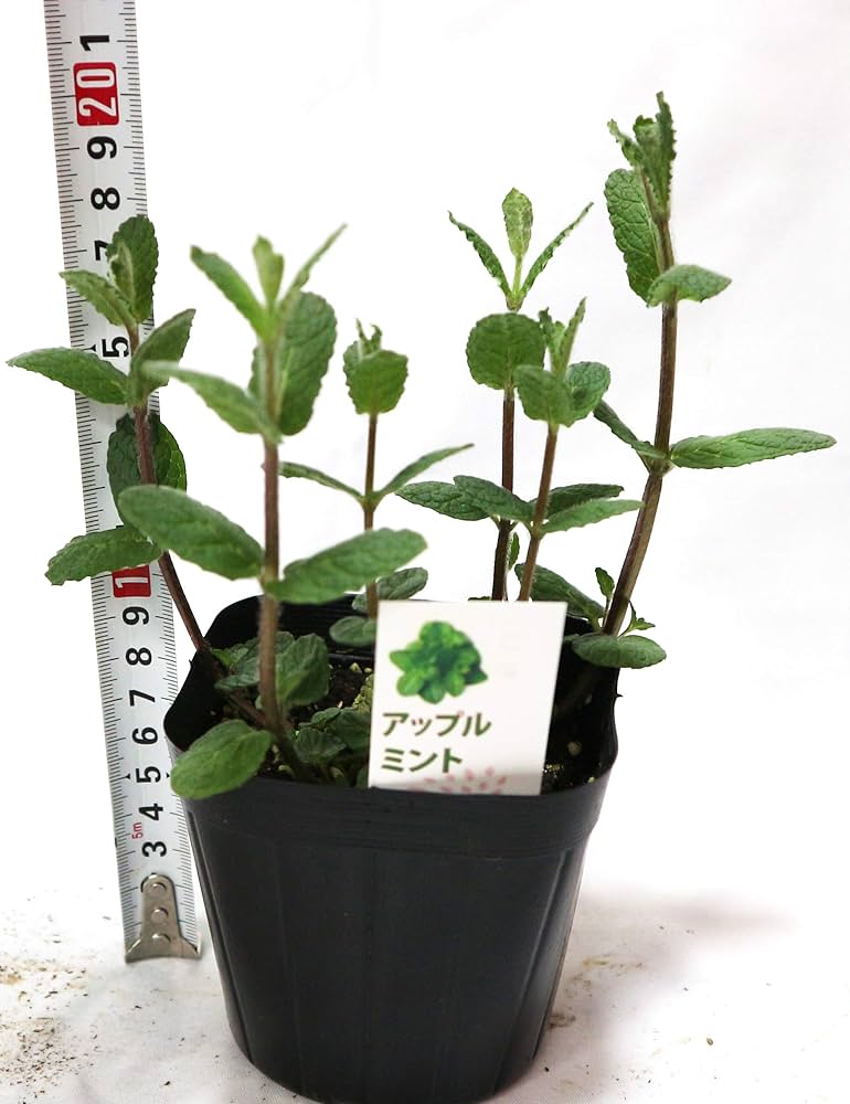 Apple - ミント 7CD496E3-55FB-4532-A9A9-