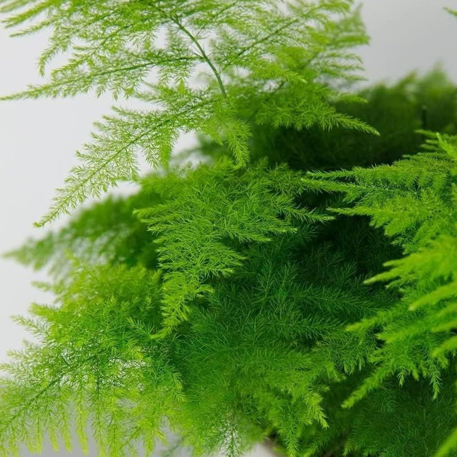 Carbeth Plants Asparagus Fern - Asparagus Plumosus Plant in 7cm Pot